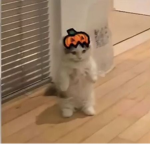 Parówkip
