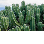 cactus boy