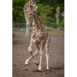 im a giraffe i swear