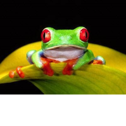froggy obby