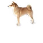 doggie raid group