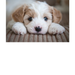 pup fan's!!!