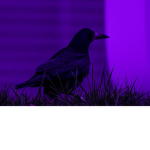 R4v3n Studi0s