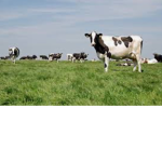 Milk/cow Gang