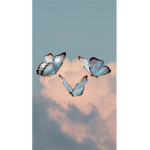 The fun/ butterfly group