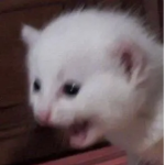 Rocky cat cat cat