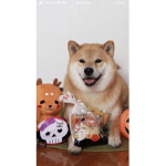 ||Shiba Group||
