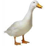 the quacks