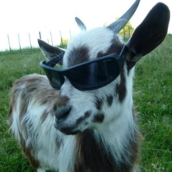 Goat Hub