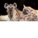 spotted hyena lovers