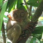 Bohol Wisdom Studios