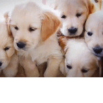 |The Society Of Dogs and Harry Potter Fans|