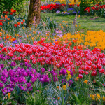 ʚ tulips antiques ɞ