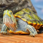 Bébé Tortue