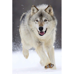 The wolf pack