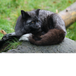 The Sly Fox Hang-out