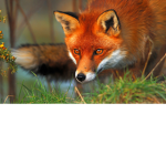 #Foxes are so cute
