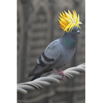 The Pigeon Nation