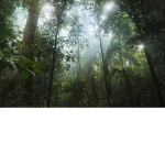 Rainforest Cafè