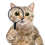 Curious Cat! Group Thumbnail