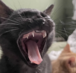 Midnight's Moggers