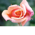 Be nice lovely’s