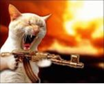 Cat with gunshot