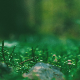 ・🌿・