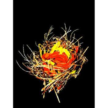 The Phoenix Nesting Place