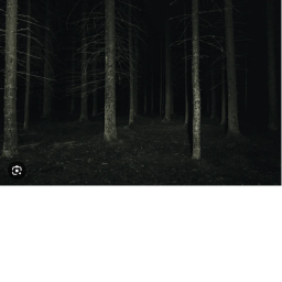 in the forest...