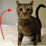 KITTIE XOXO