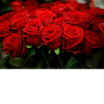 .- Red Rxses-.