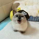 Aaoaooaoaoaoaoaoaoaoaoaoaoaoaoaooaoaaoaaaoaoaooaao