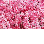 Flowers dh cash
