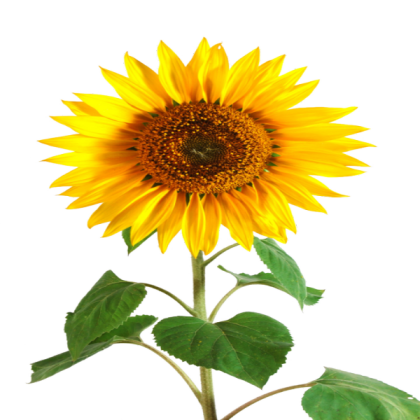 transparent sun flower alpha Roblox decal