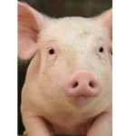 Cute pig life