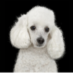 Poodle power