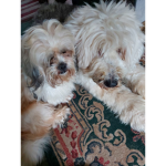 Brods