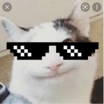 Cat fan Official Group