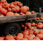 emily's pumpkin patch