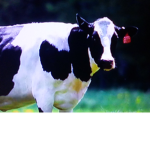 Tee cow way