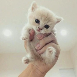 cat cat cat meow meow icon