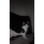 CATPEOPLE REUNITE