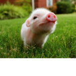 Pigs Gone Bananas