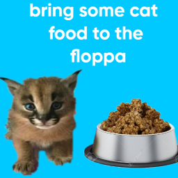 Find cat food and feed your cat