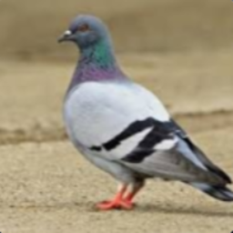pigeon