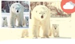 Polar mall