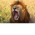 Lion-Kings