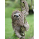 Sloth group!!!