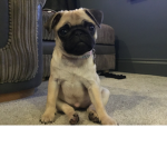 The pug community